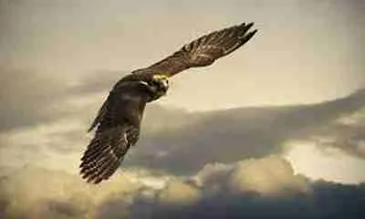 Bosquejos Biblicos - El vuelo compartido de la fe