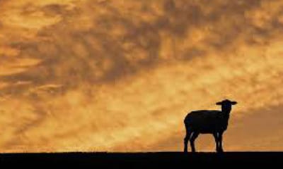 Devocionales Cristianos - Una oveja perdida