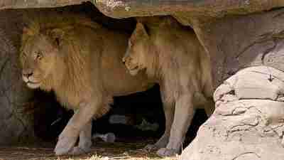 Predicas Cristianas.. El foso de los leones