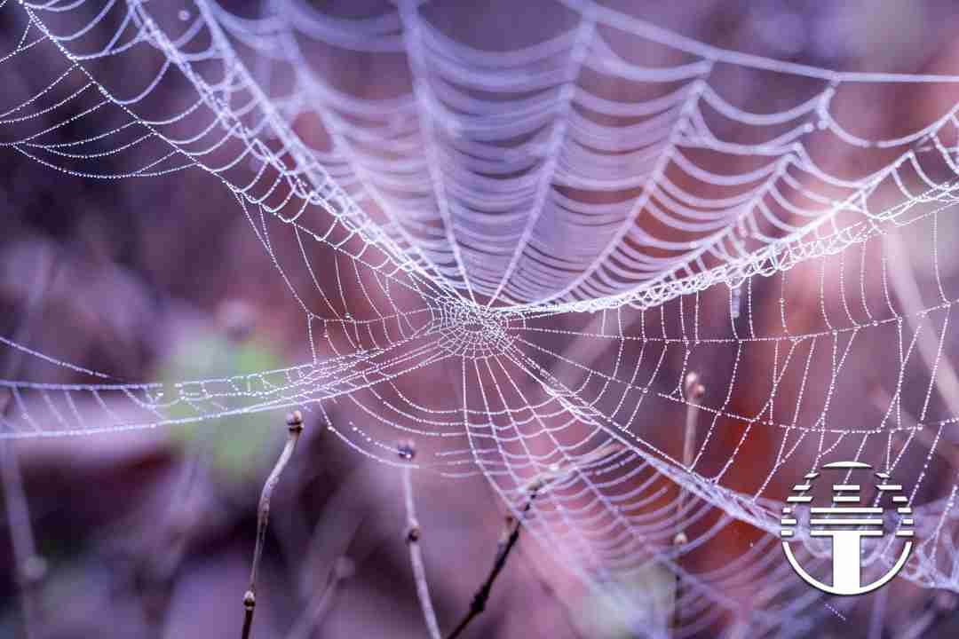 Confianza como telaraña