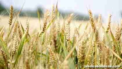 Parábola del trigo y la cizaña