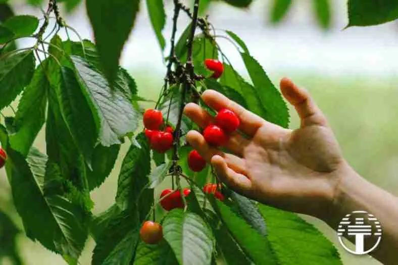 Cultivando los Frutos del Espíritu