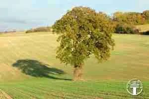 El árbol solitario y el bosque