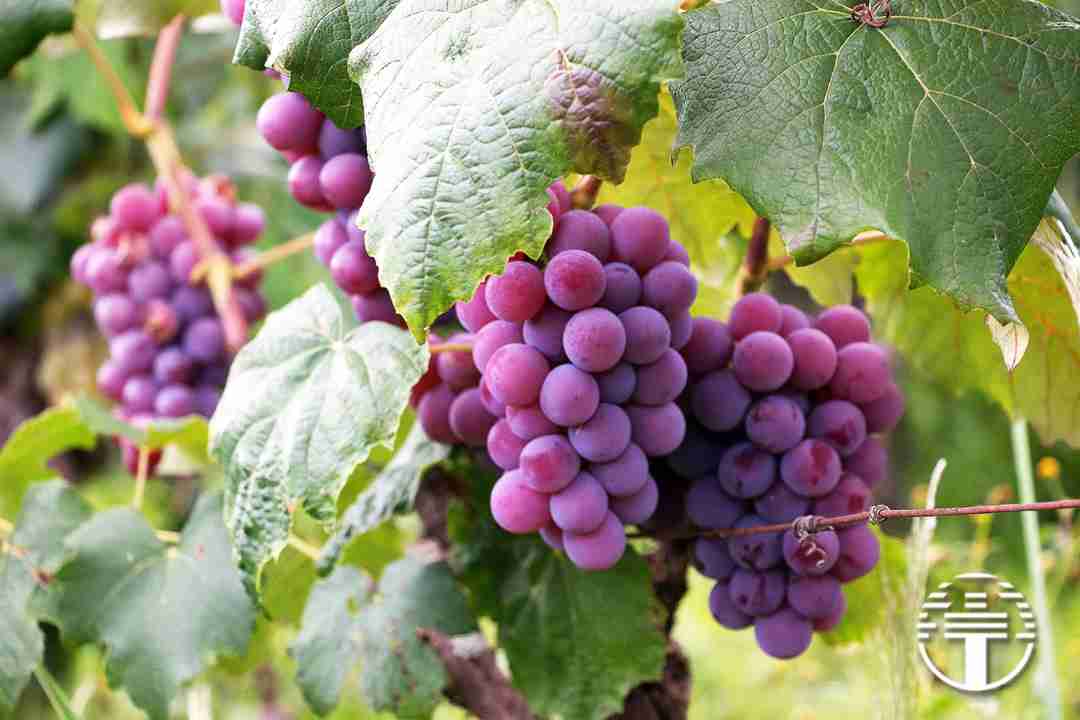 Los Frutos del Espíritu Santo