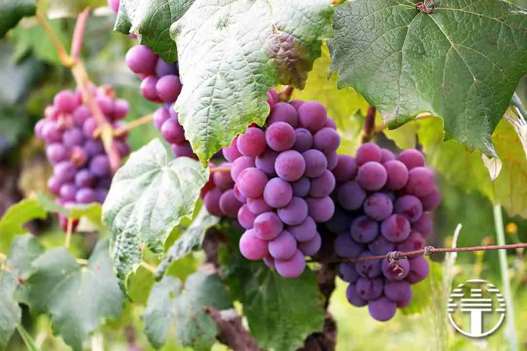 El fruto del Espíritu